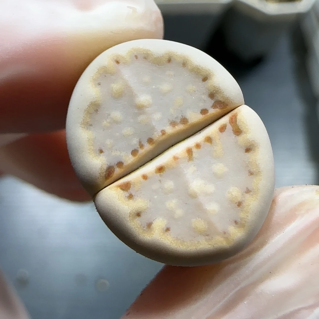 11.17。福利171粉饼干。5029