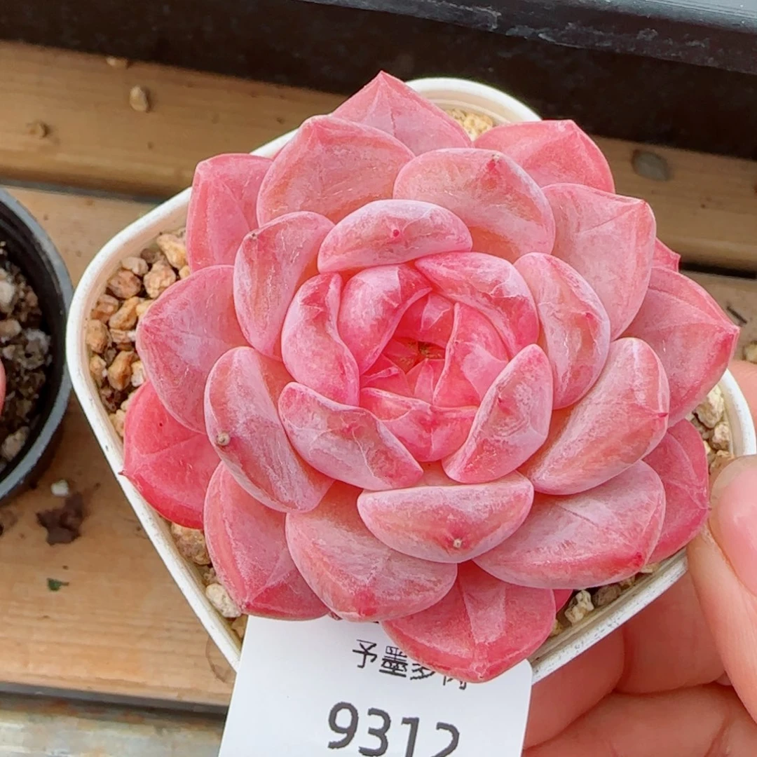 粉冰魄，9312多肉植物