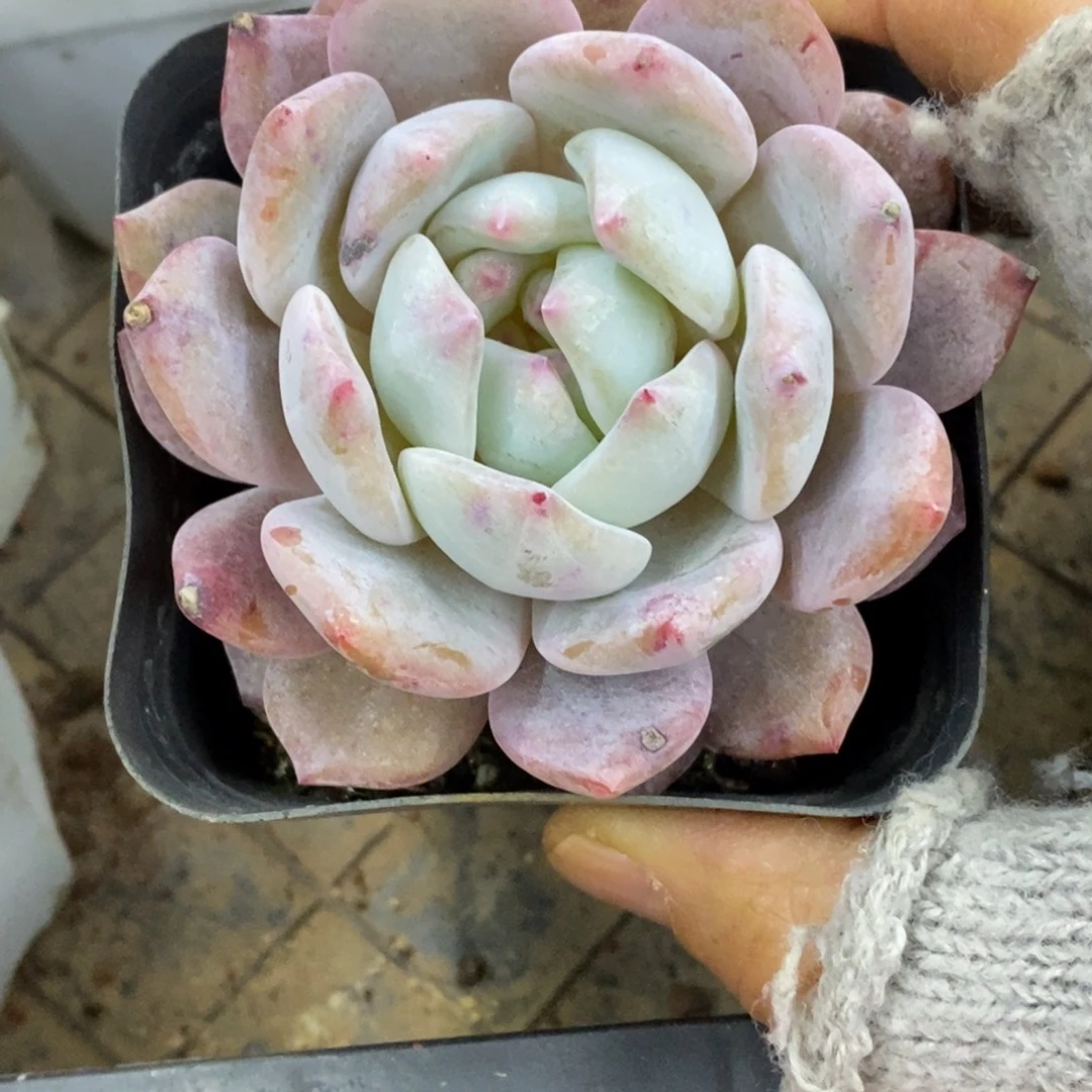 精品多肉一物一拍不包整206