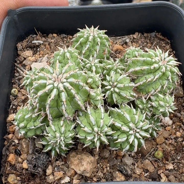 丰收大戟群生仙人球