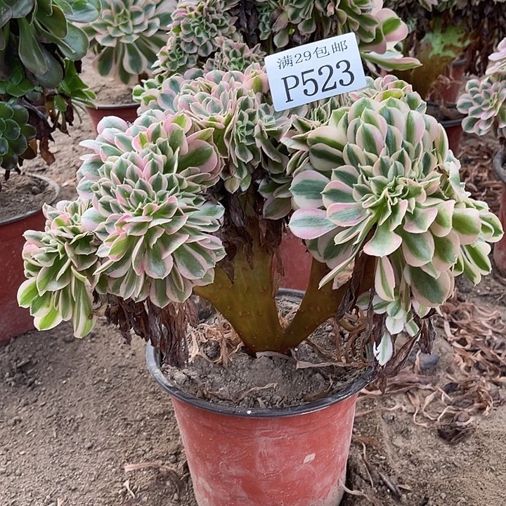 杨***活523粉女巫坠多肉植物