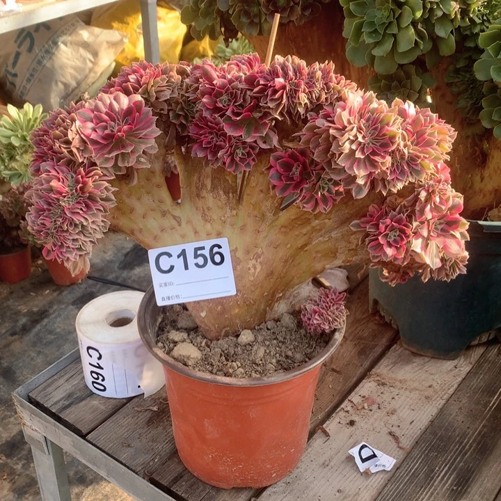 156粉女巫缀多肉法师