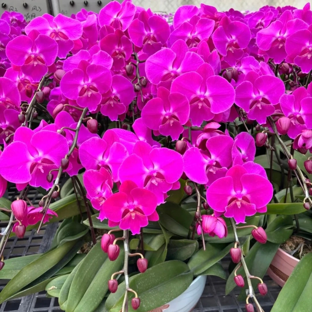 蝴蝶兰（喜上喜）大花3.0寸杯带一个花剑（叶子瑕疵不售后）