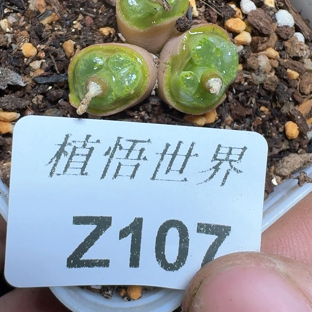 107号多肉哇哇fv v