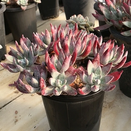 法瑞诺莎仙女棒杯