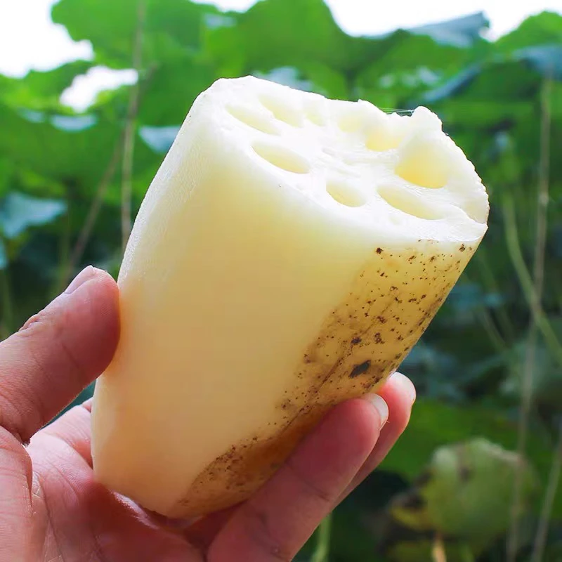 〈大龙站闻小康〉湖南农家现挖新鲜莲藕脆嫩可能带泥发货