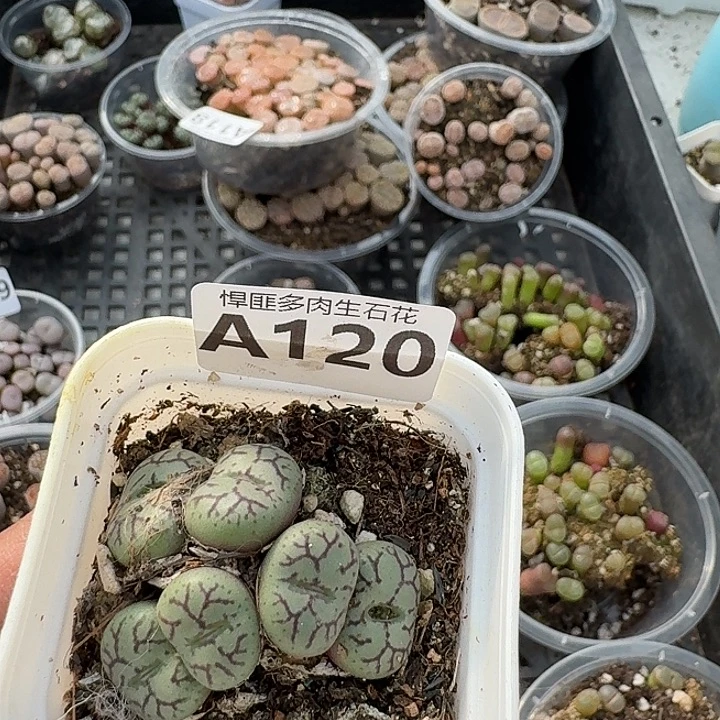 120多肉植物多肉植物