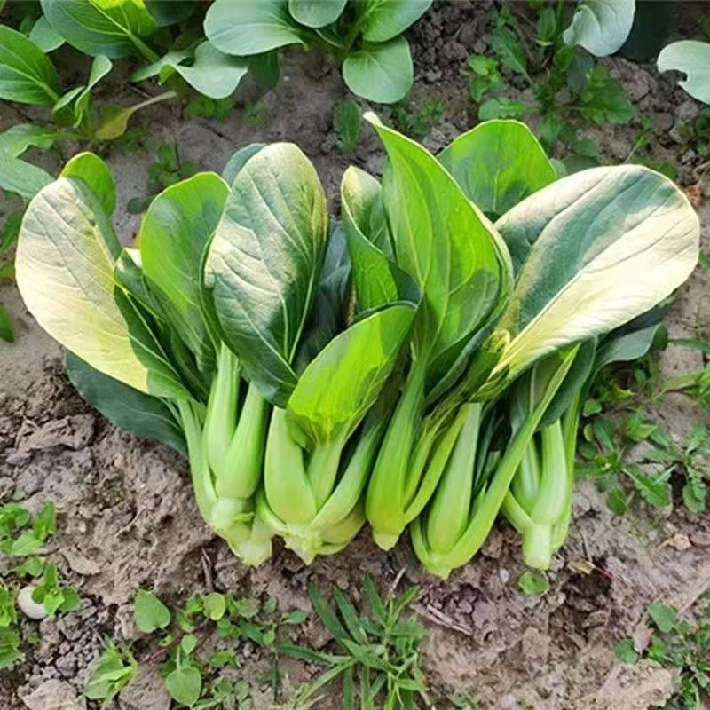 蓝小家自种小油菜小青菜现摘嫩鲜嫩上海青