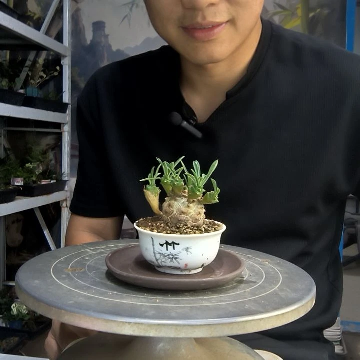 出**化中青园艺一物一拍116