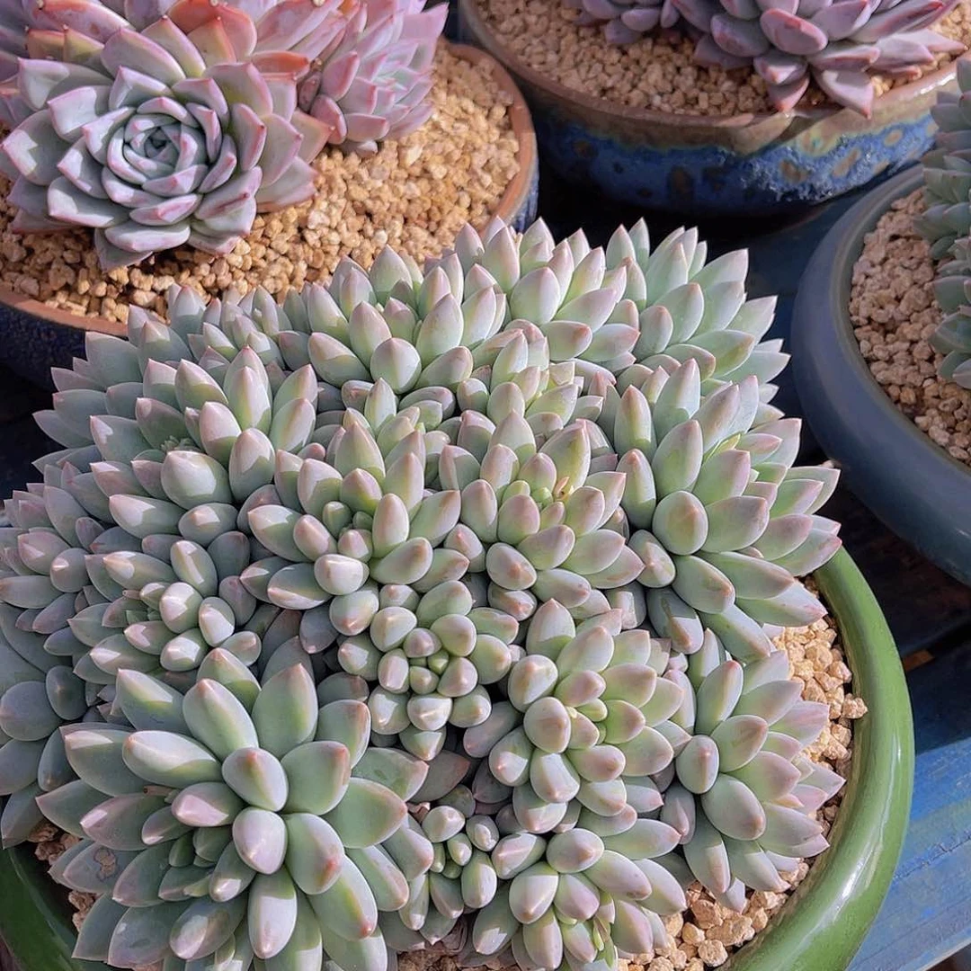 阿*多肉奶糖力不带盆