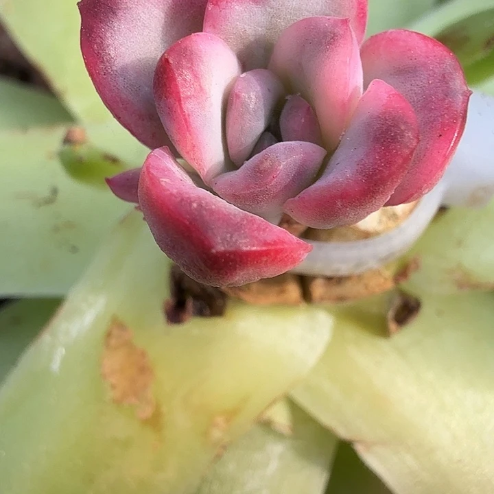 无名美人锦多肉锦植物