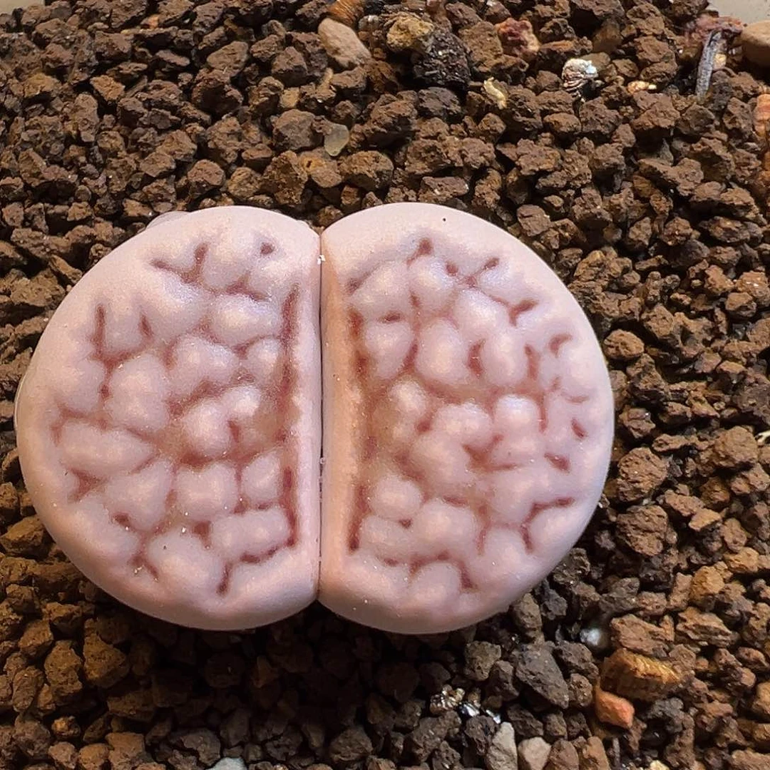 51多肉植物百科知识