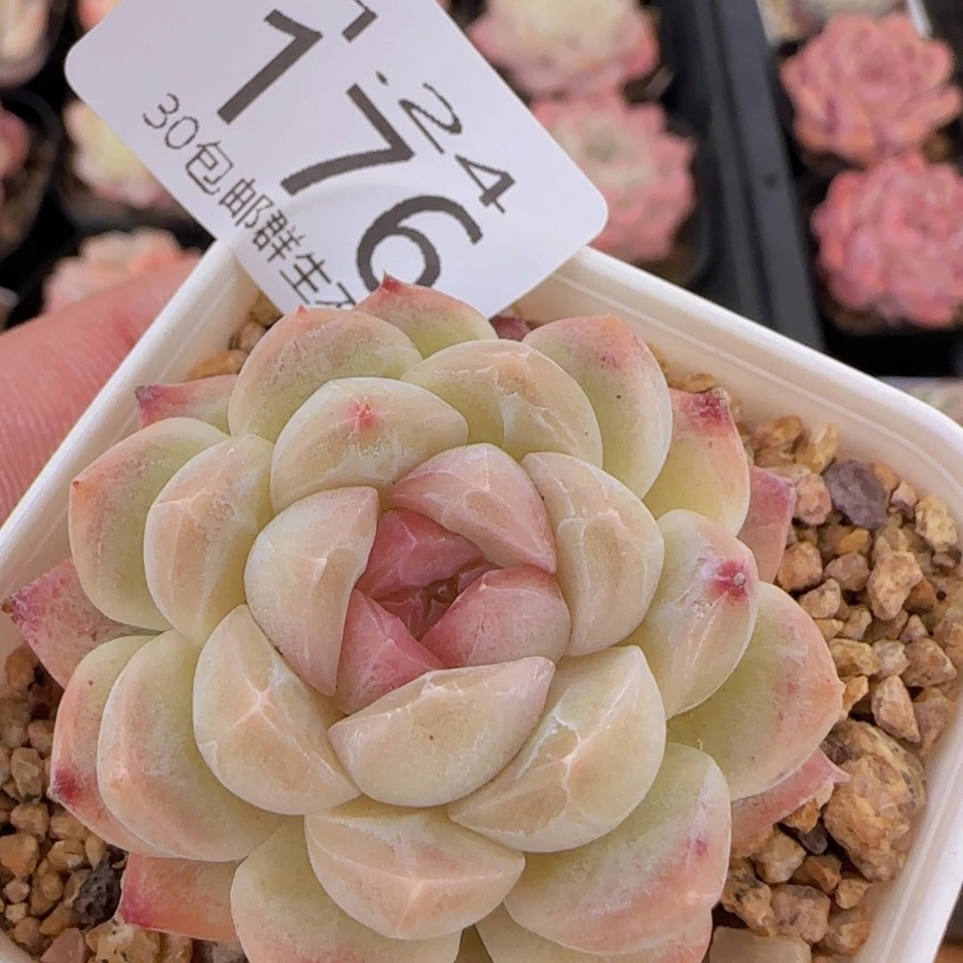 明月星单头一颗脱土