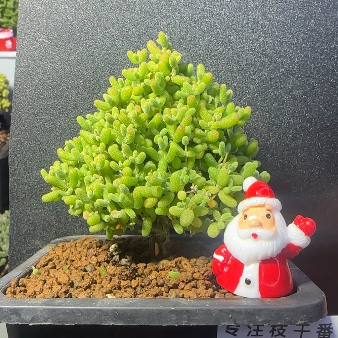 dy0580圣诞树带配件开播福利冠服7.5cm