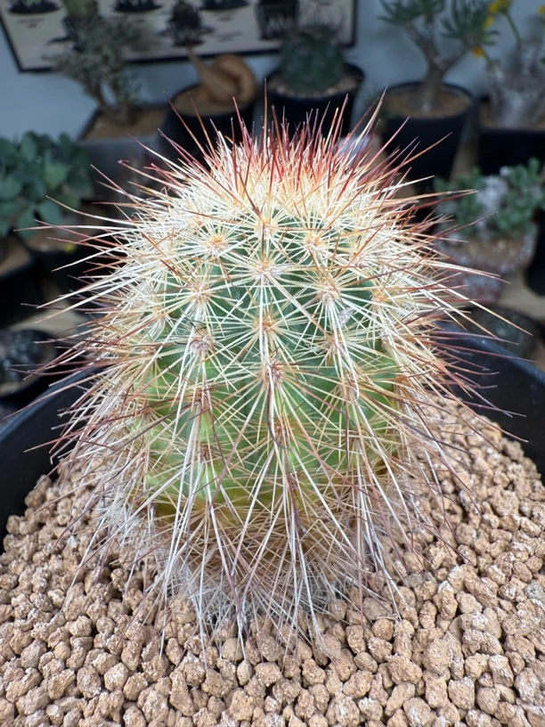 多色刺猬实生仙人球尺寸4.6左右