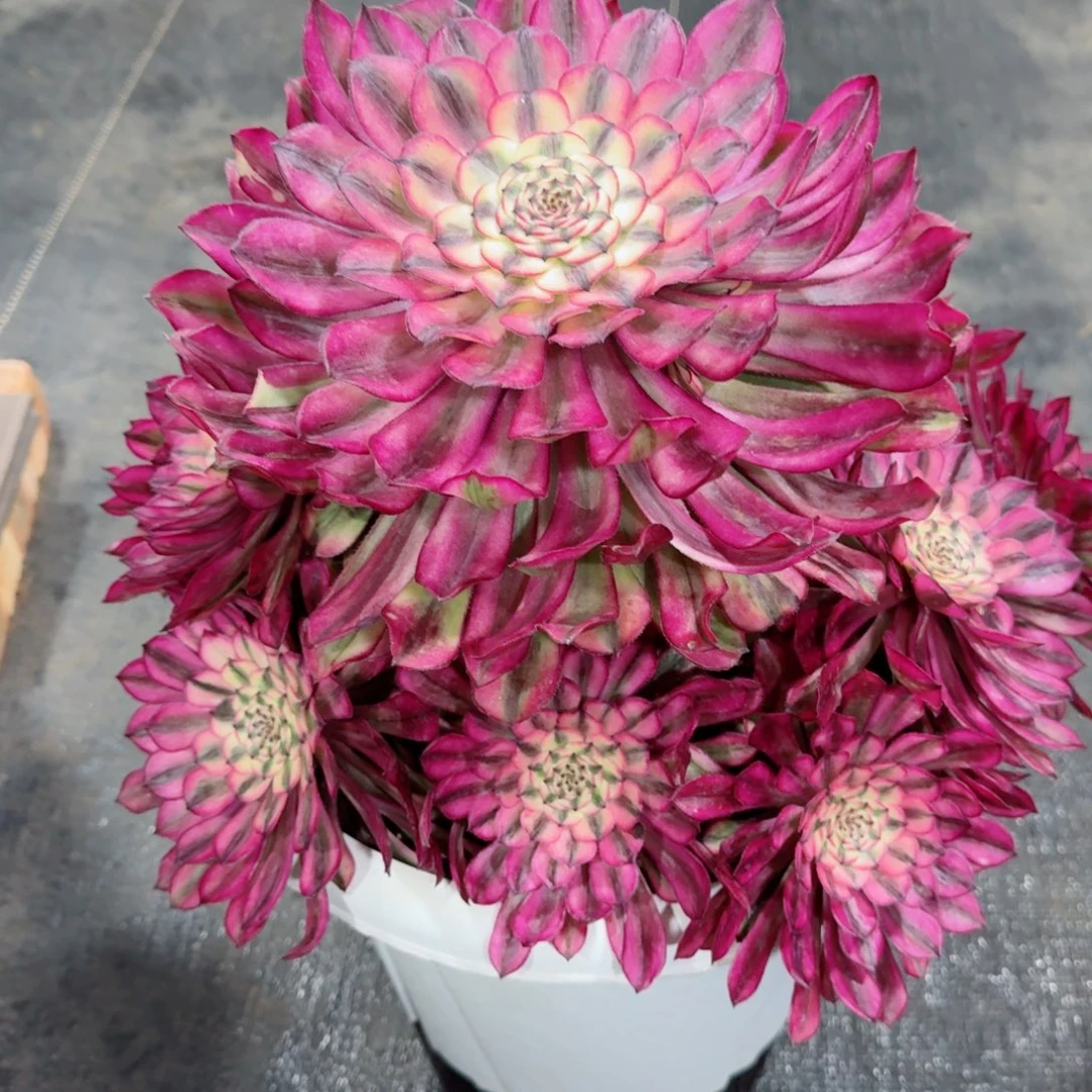 雨*多肉植物发货发货