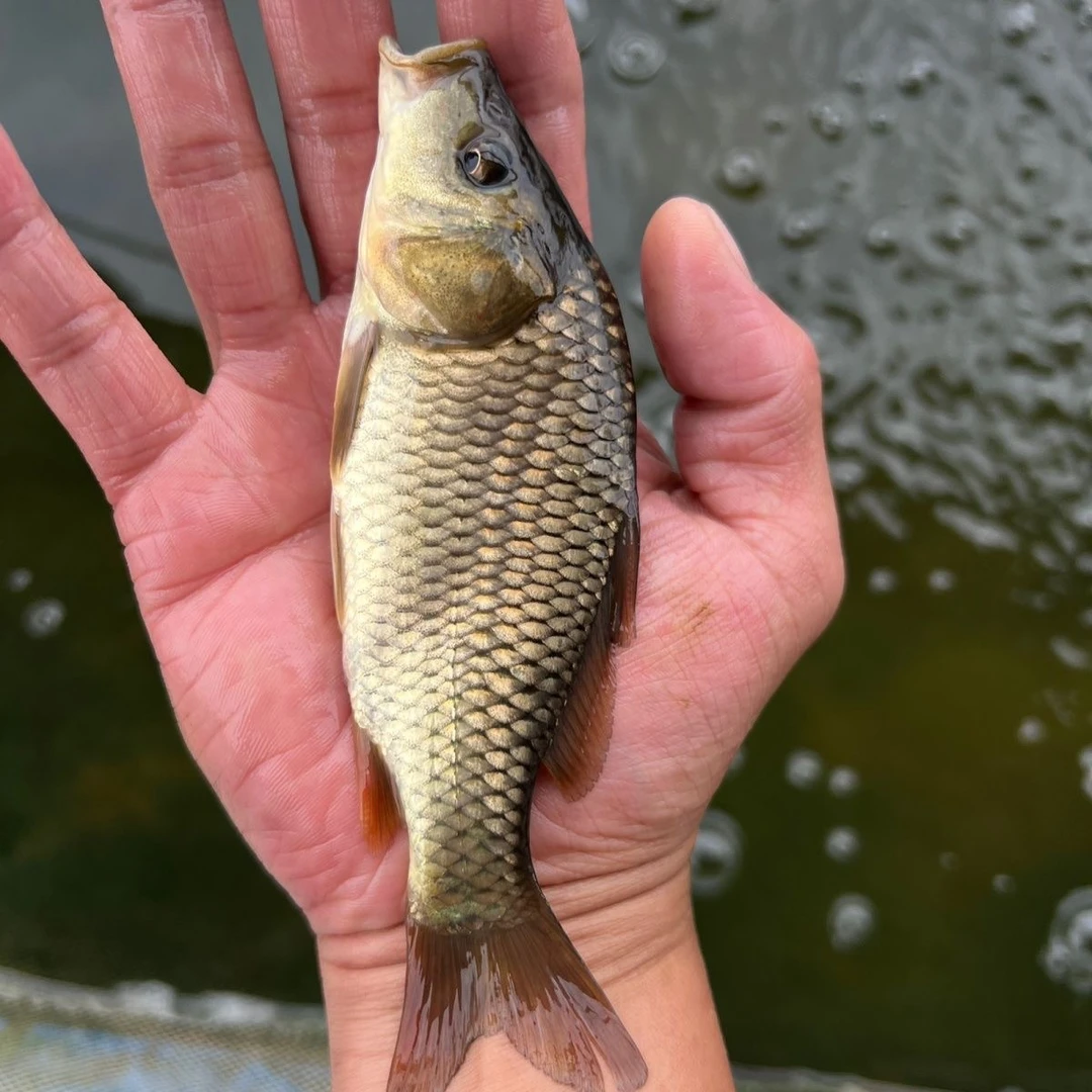 鲤鱼 黄河鲤鱼 建鲤 稻花鲤黑鲤包邮包活水族活体淡水水族观赏鱼