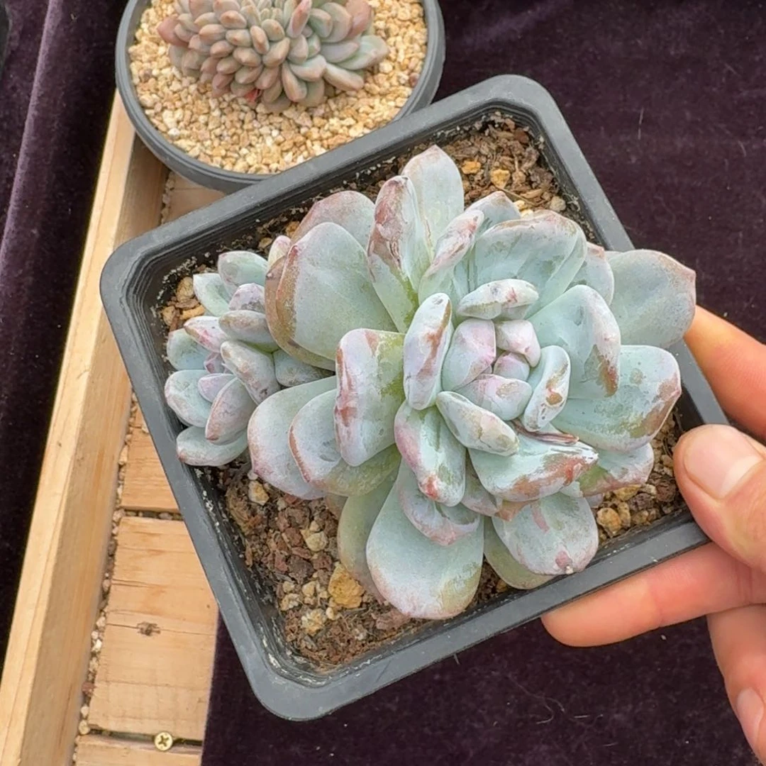 芊**花13厘米的尺寸一物一拍
