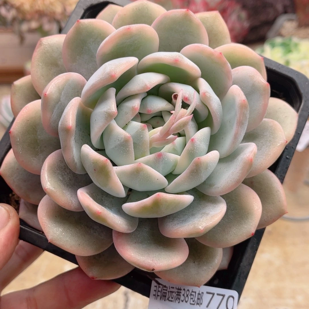 770梦露锦德华多肉