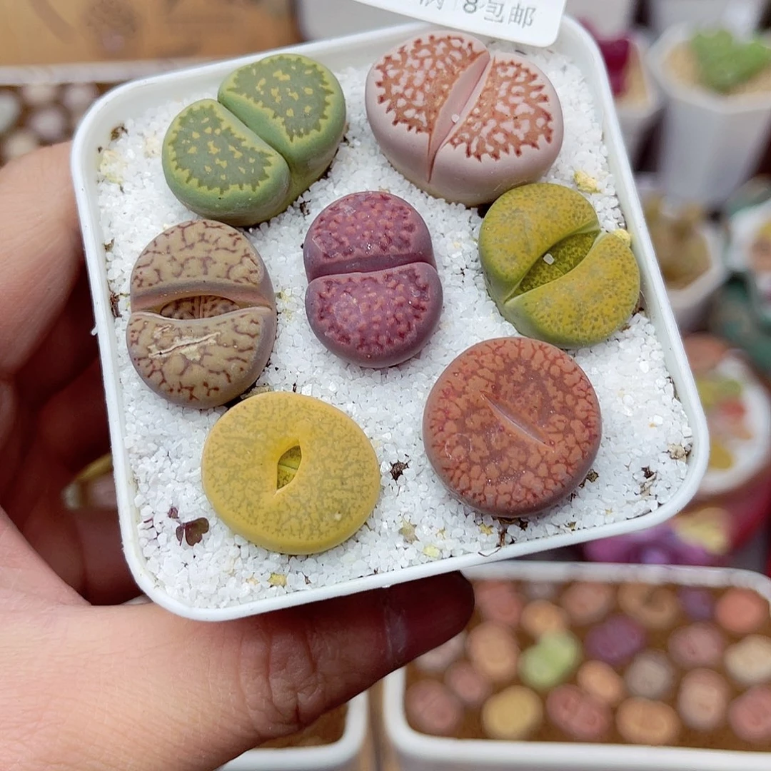 郎哥多肉生石花24-252