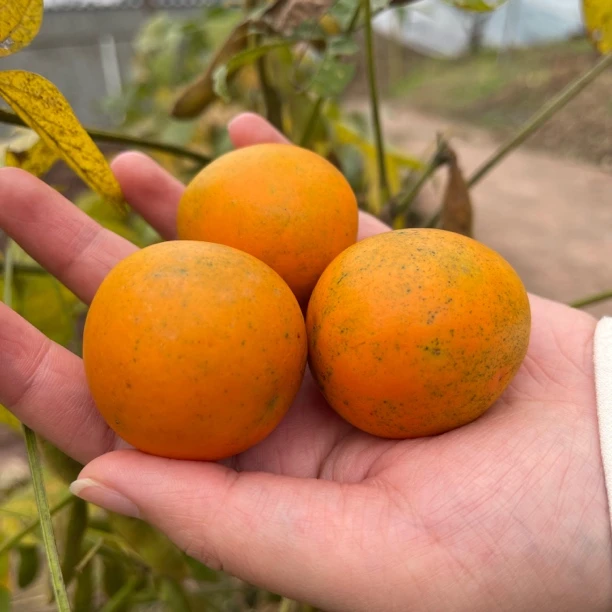 【无忧助农】脆蜜金柑（很名贵）