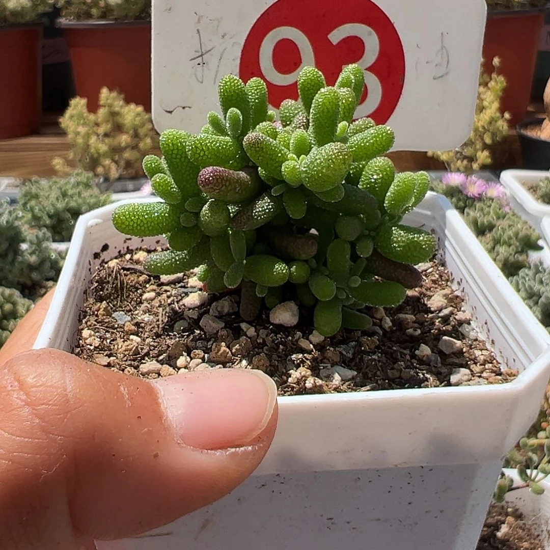 用****生93号密橘糖球4.15多肉