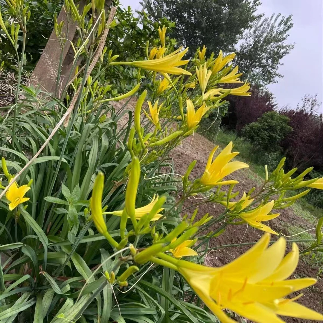 顺丰包邮新鲜黄花菜