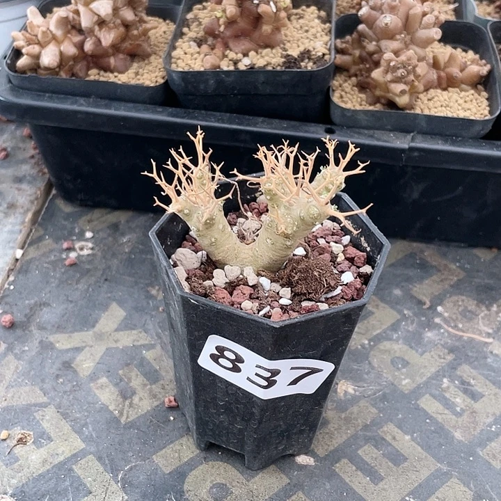 837黑鬼殿厚墩菊块根