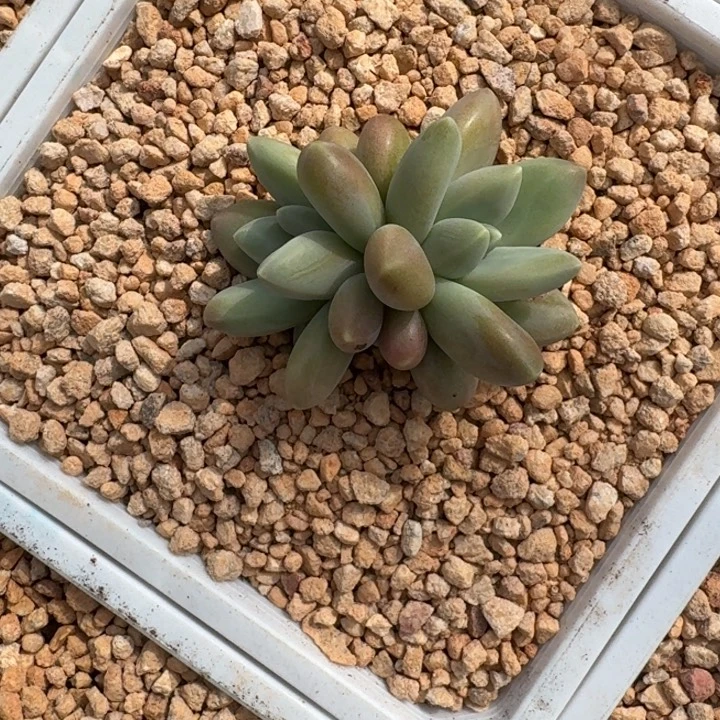 戴蒙德 双头 一物一拍