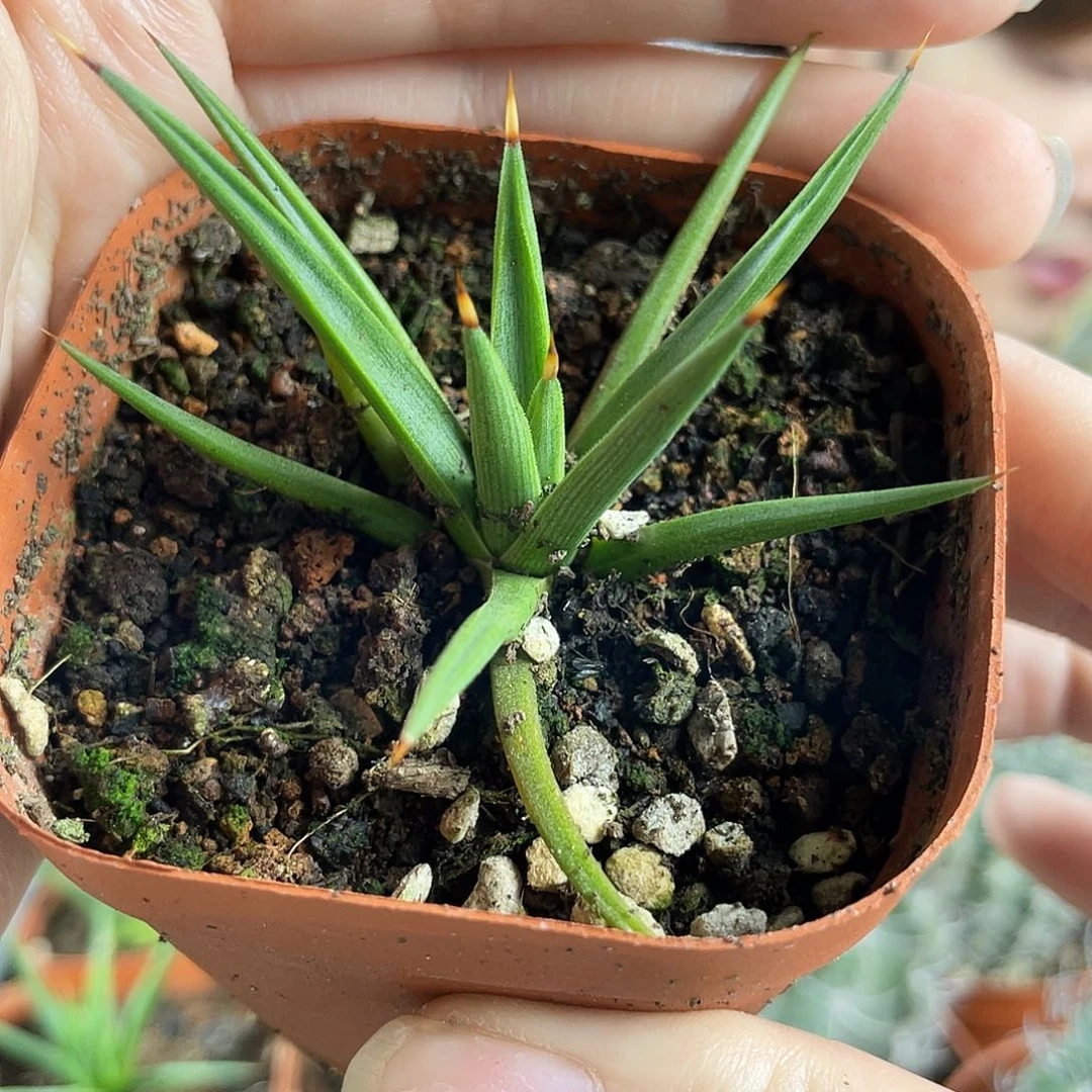 6cm棉花糖龙舌兰