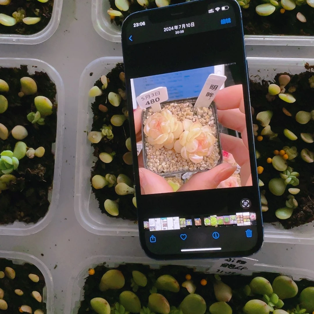 明眸芝麻苗一个满25包邮