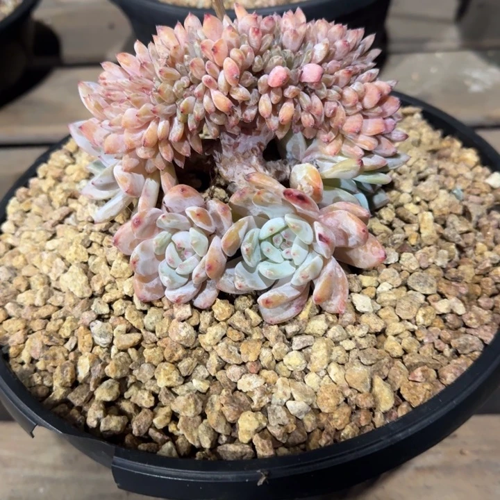 星影树缀无砍多肉