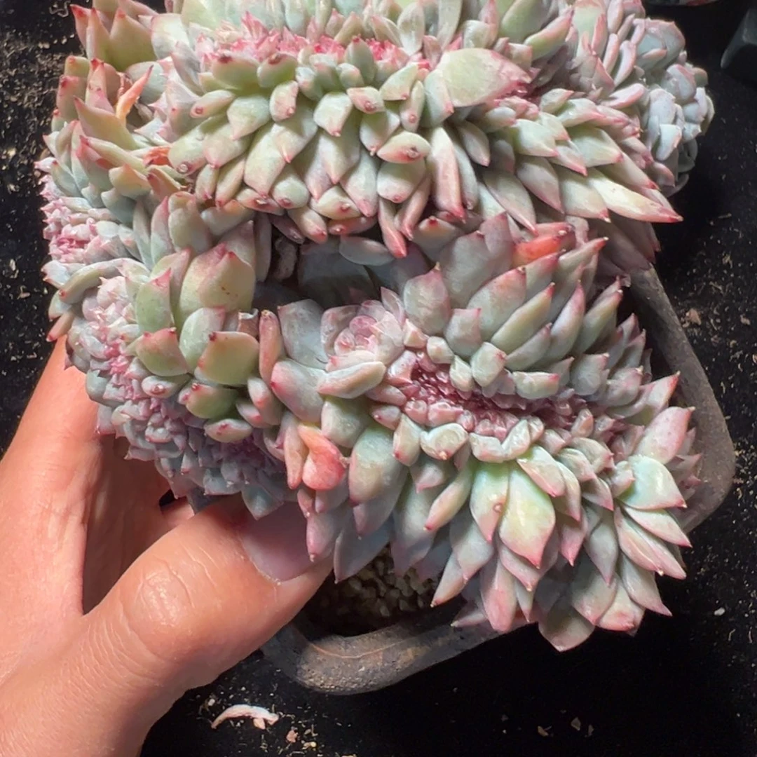 新年快乐 新年快乐