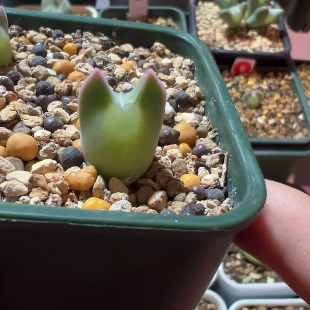 大眼睛空蝉，一物一拍