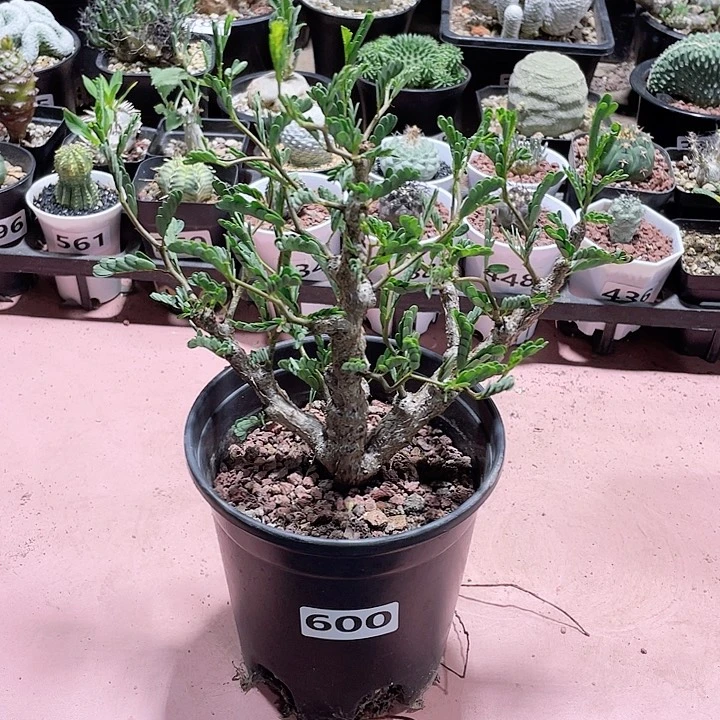 ?****600大沙漠苏木块根
