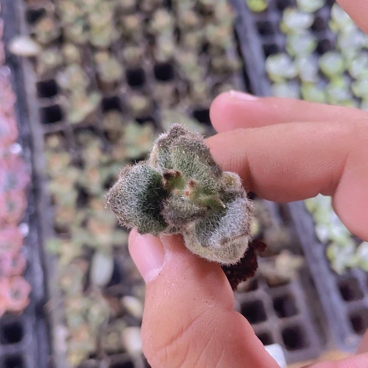 泰迪熊精品多肉量拍