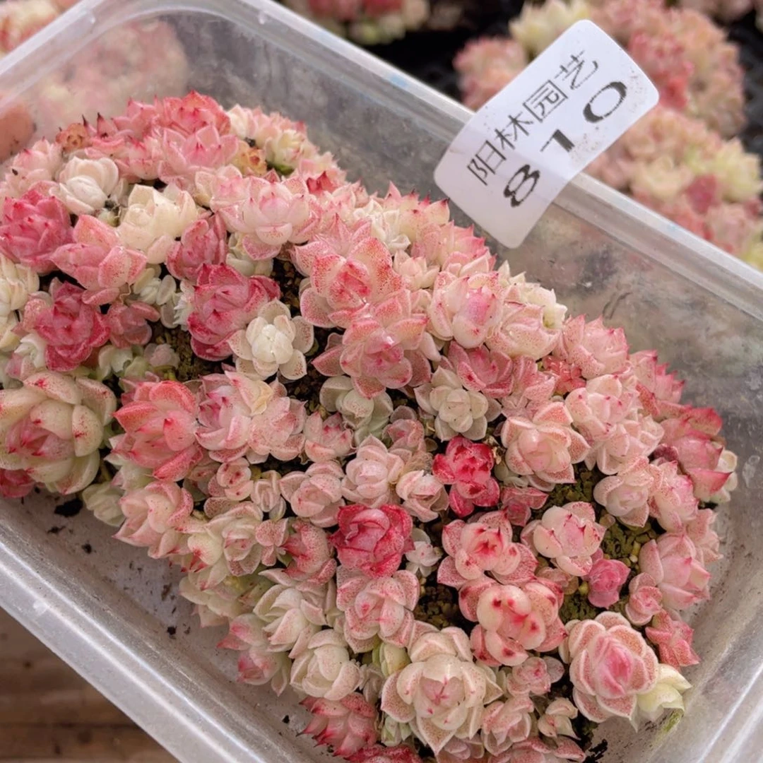 多肉植物多肉植物810