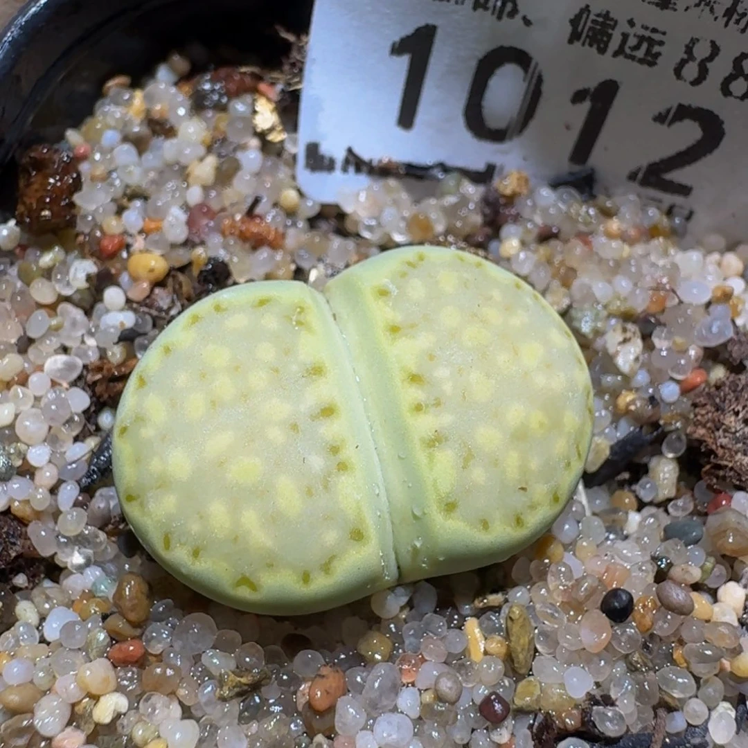 暖***Wzzzzz生石花肉锥1012