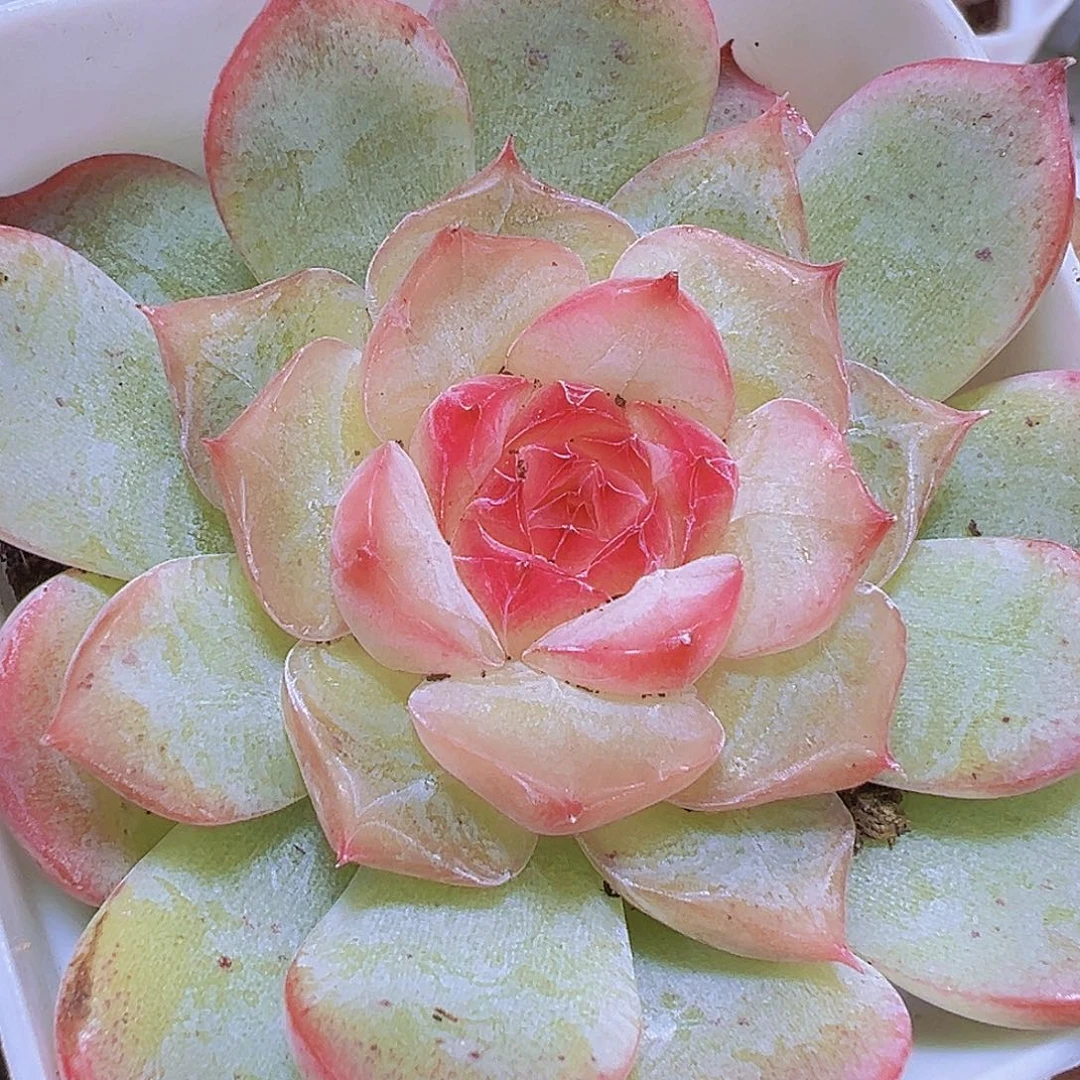 玉笛19包邮多肉植物