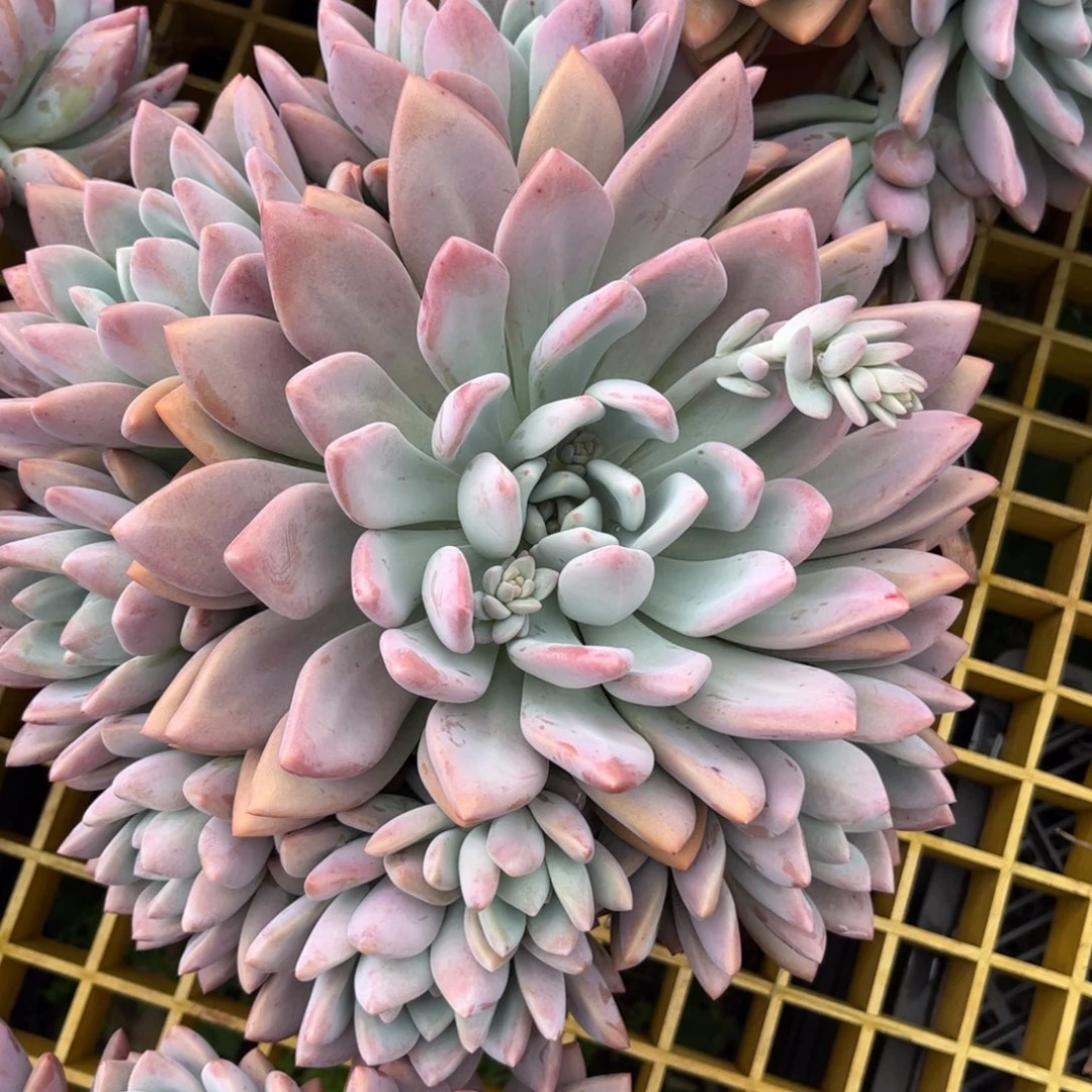 新疆西藏内蒙不发货，奥普