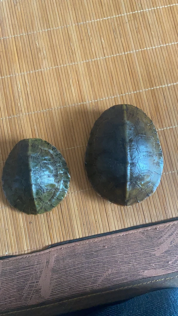 四眼国龟欢迎选购！需要开箱视频