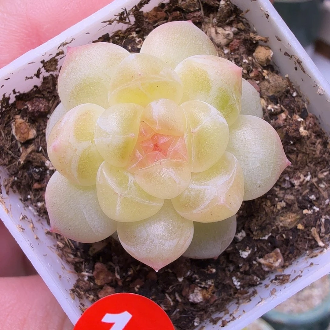 16号鱼柒财富一物一拍