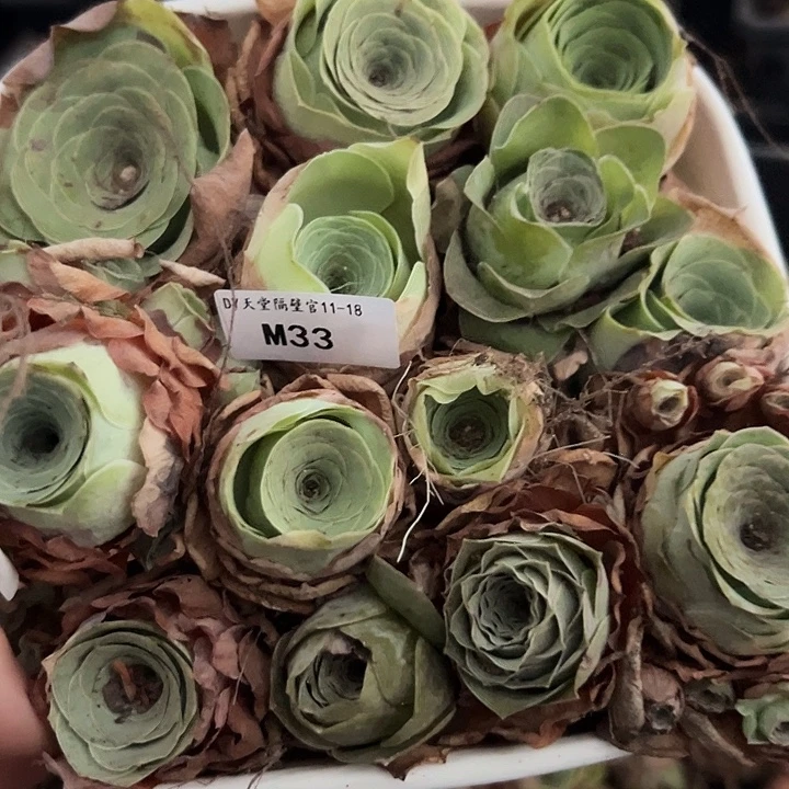 Z****苗苗33山地玫瑰多肉植物33
