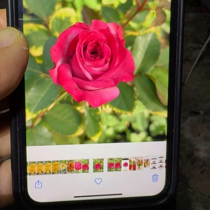 无花朵紫色拉芙小苗