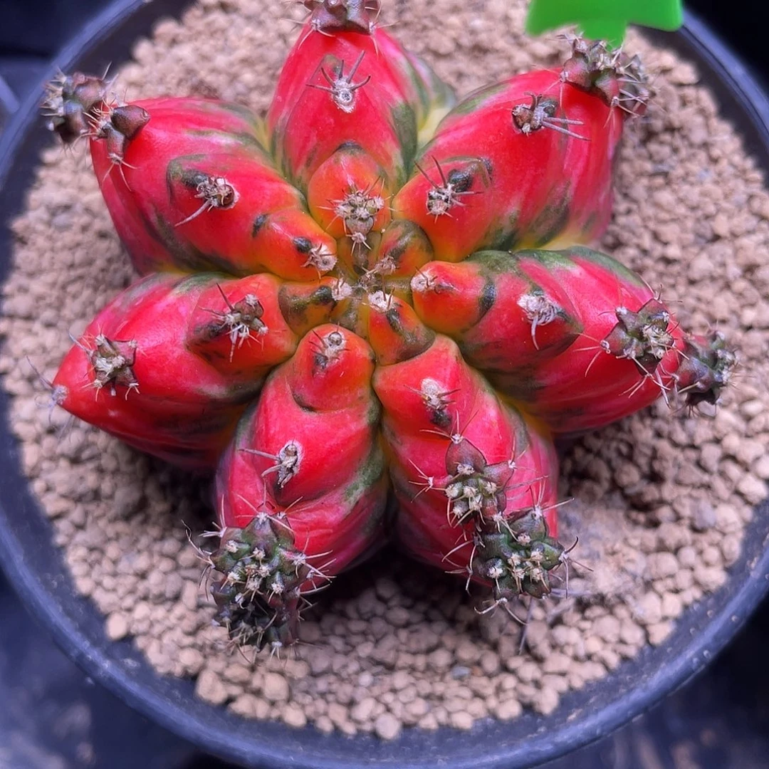 1-T3米哈锦6.2厘米