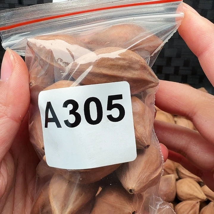 S****橄榄核手串/手链橄榄