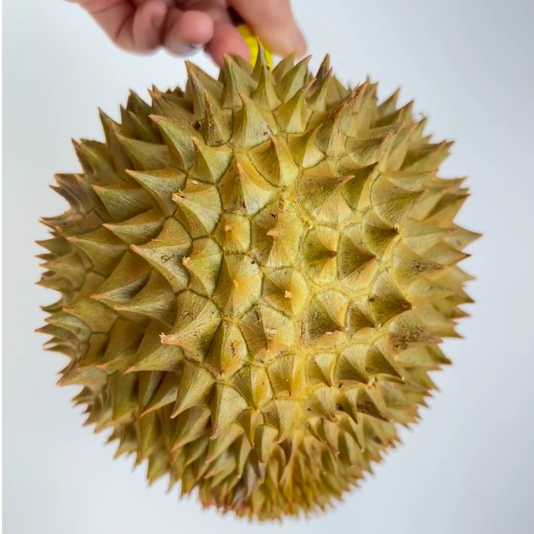 泰国金枕巴掌榴莲保