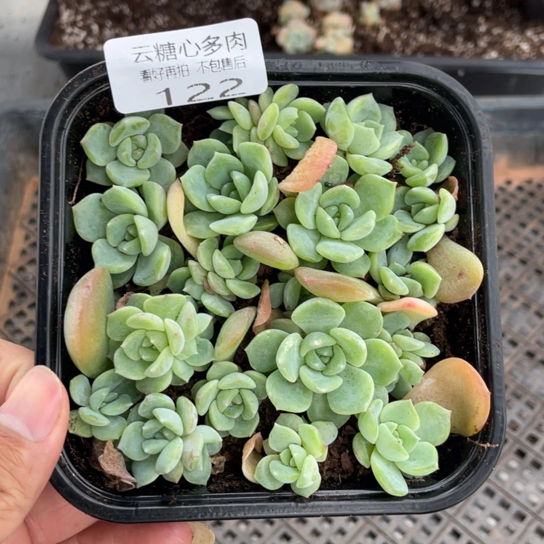 云糖心多肉植物122
