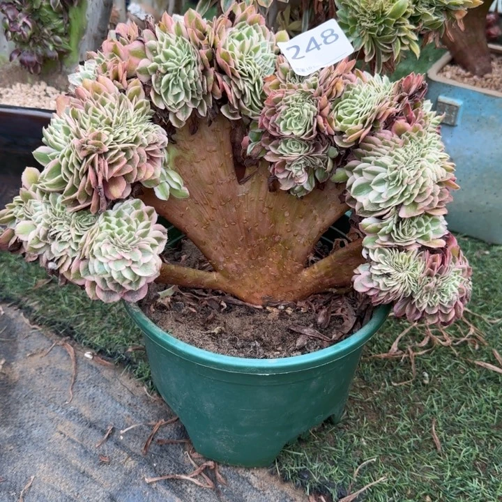倾城荔枝法师锦缀化248