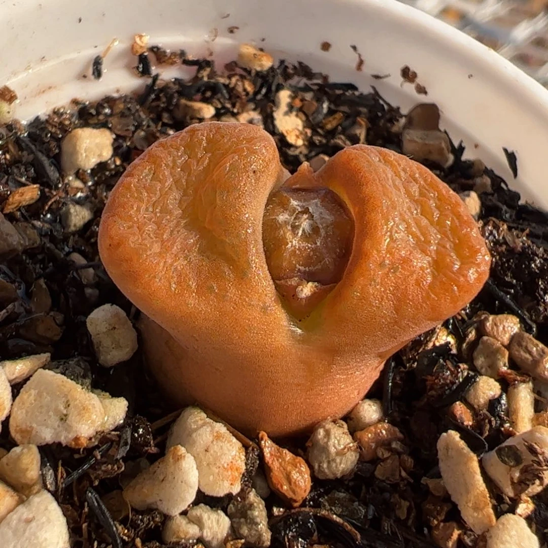 04.26多肉植物百科